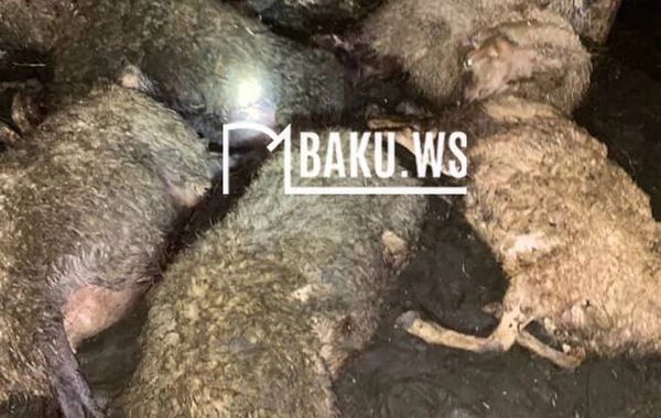 "Evlər meşələrə yaxın tikilib" - Ayıların kəndlərə hücumu ilə bağlı RƏSMİ AÇIQLAMA