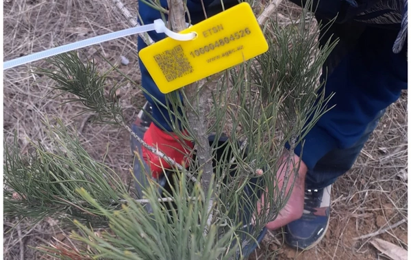 Elmi Cərrahiyyə Mərkəzi: Kəsilən ağaclar quru və qəzalı vəziyyətdə olub