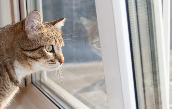 Pəncərə bu halda pişiklər üçün təhlükəyə çevrilir