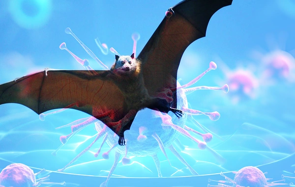 Yarasalar yenidən ölümcül təhlükədir - Asiya bu virusdan narahatdır