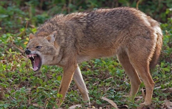 Такого никогда не видел: Шакал атаковал сельчан в Азербайджане