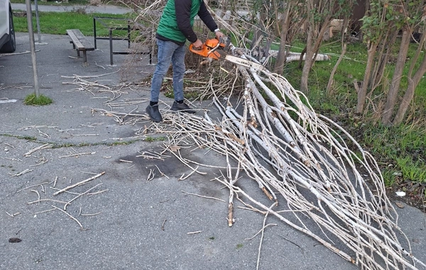 В Баку сильный ветер повалил 8 деревьев