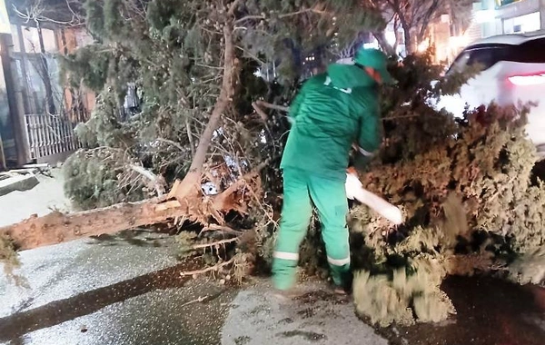 Bakıda güclü külək 78 ağacı aşırdı, 40 ağacın budaqları qırıldı