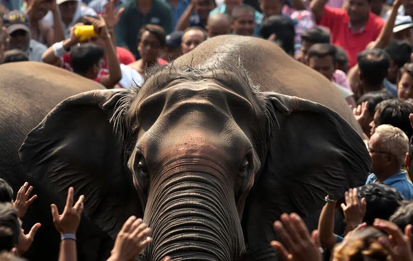 Elephant attacked crowd during festival in India