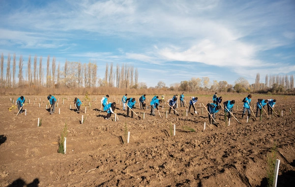 İDEA Sabirabad və Cəlilabad rayonlarında kütləvi ağacəkmə aksiyaları təşkil edib