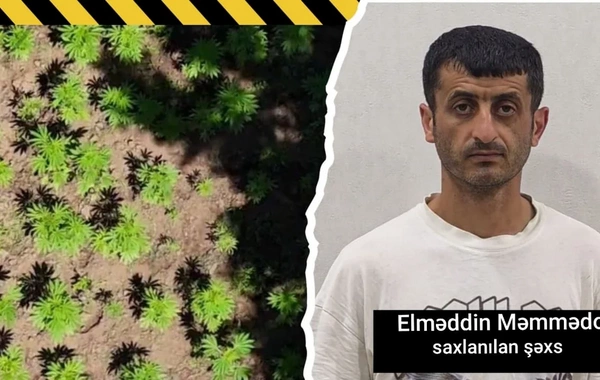 Milli Parkın ərazisində narkoplantasiya salan şəxs ələ keçdi: ƏMƏLİYYAT GÖRÜNTÜLƏRİ