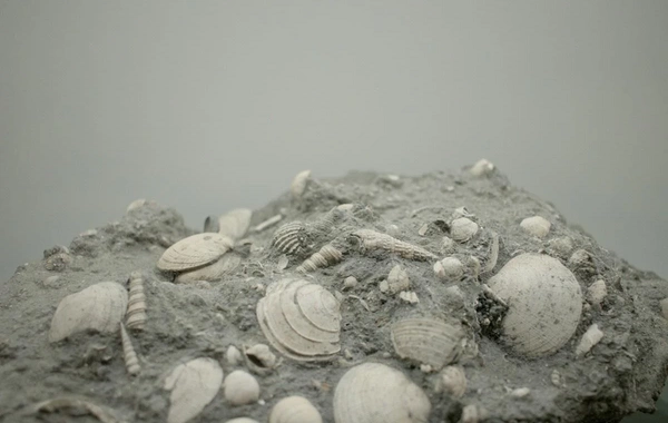 Scientists have made an important discovery about a unique fossil that is 500 million years old