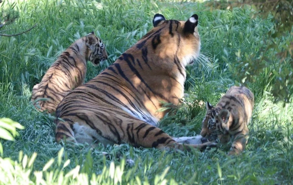 Bakı Zooloji Parkında Amur pələngi balaları dünyaya gəlib