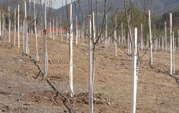 Laçının Bəylik Bağlarında ağacəkmə aksiyası keçirilib