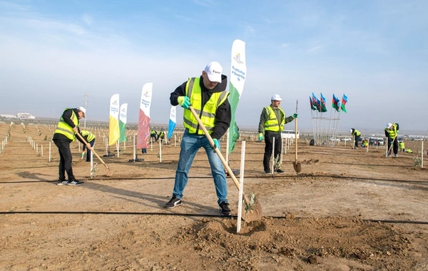 "SOCAR Midstream" ağacəkmə aksiyası keçirib
