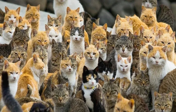 Məşhur müğənninin həyat yoldaşı evində 36 pişik saxlayır