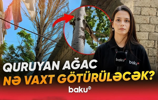 Bakıxanovda nəhəng ağac hər an faciəyə səbəb ola bilər