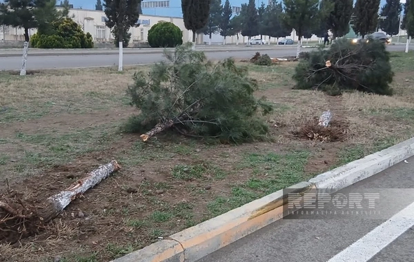 Gəncədə yol qəzasında biri azyaşlı olmaqla, dörd nəfər yaralanıb