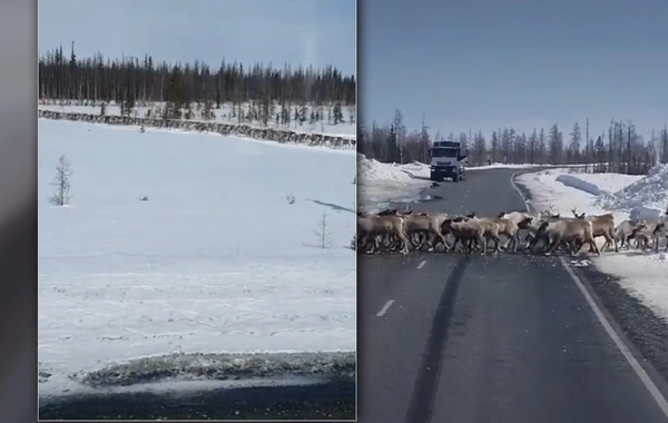 Yüzlərlə maral yolu bağladı - Sürücülər gözləməli oldular