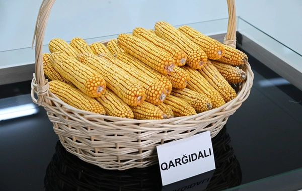 Sabirabad Sənaye Məhəlləsində toxum istehsalı müəssisəsinin fəaliyyəti ilə tanışlıq Sabirabad Sənaye Məhəlləsində toxum istehsalı müəssisəsinin fəaliyyəti ilə tanışlıq