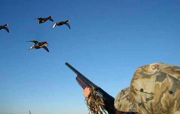 Стало известно, когда в Азербайджане откроется охотничий сезон