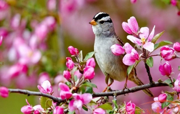 Yaz depressiyası var?