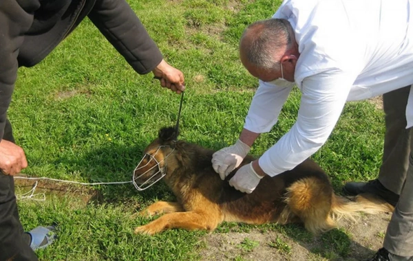 Gürcüstanın Martvili bələdiyyəsində quduzluq aşkarlanıb