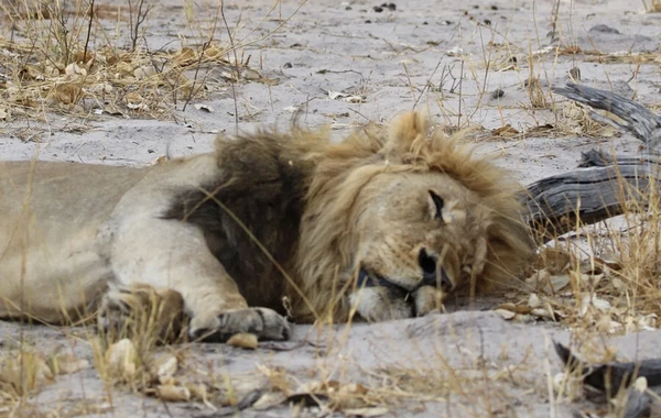 In India, a lion attacked a five-year-old boy and ate him