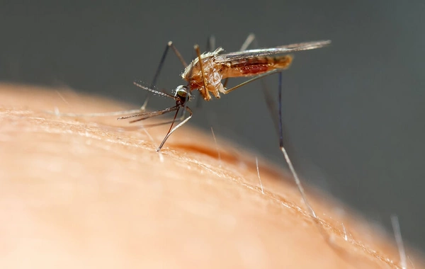 China uses cannibal mosquitoes and fish to combat chikungunya virus