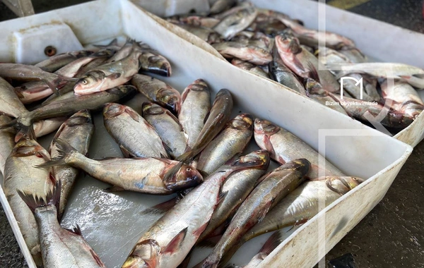 Ət əvəzinə hamı balıq alır - Bazarda SON QİYMƏTLƏR