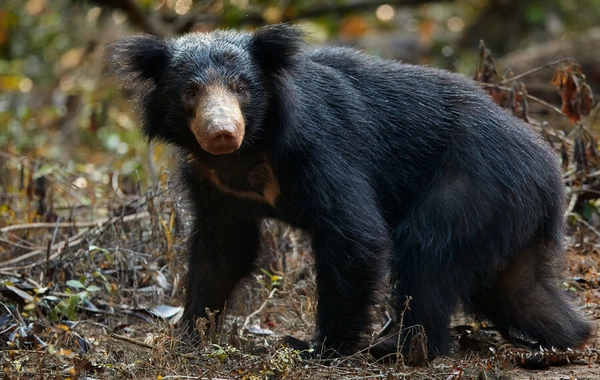 Медведь искусал восьмилетнего ребенка в заповеднике, мальчик не выжил
