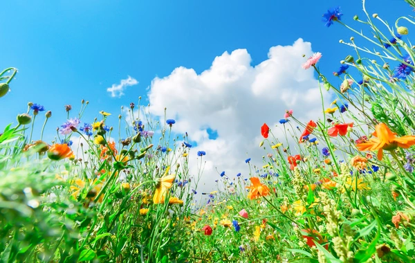 Sabah 25° isti olacaq - HAVA PROQNOZU