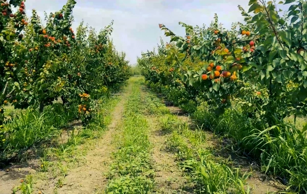 Zəngilanın Ağalı kəndində yığılan meyvələr xarici bazarlara çıxarılır