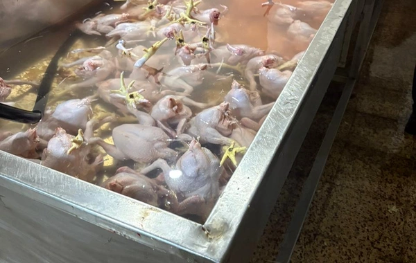 Lənkəranda toyuq kəsimi sexinin qanunsuz fəaliyyəti aşkarlandı