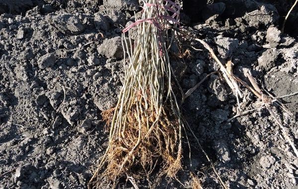 Azərbaycana gətirilən tinglərdə virus aşkarlanıb