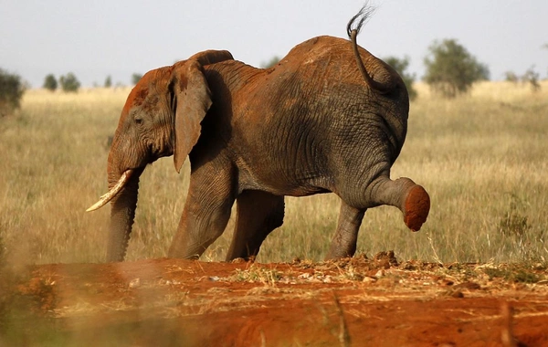 Taylandda kamp edən turist fil hücumuna məruz qalaraq ölüb