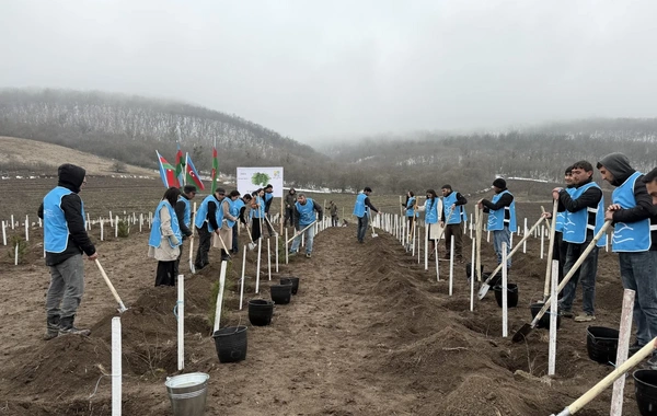 IDEA Tovuz və Goranboyda kütləvi ağacəkmə aksiyası təşkil edib