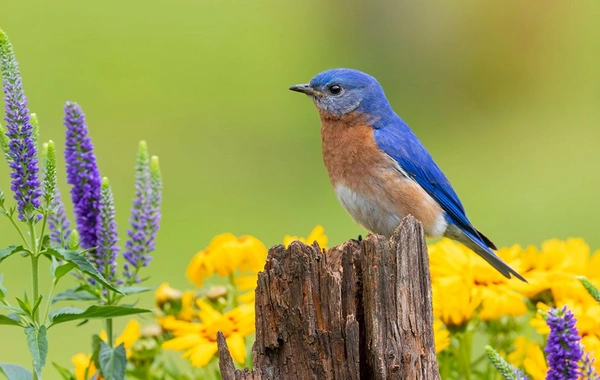 Yaz fəslinin Azərbaycana daxil olacağı vaxt AÇIQLANDI
