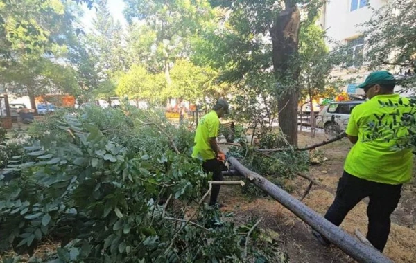 Güclü külək Bakıda onlarla ağacı aşırdı, budaqları sındırdı