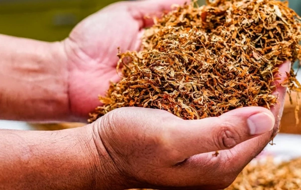 Siqaret bazarında səssiz inqilab: Yerli məhsullar idxalı sıxışdırır