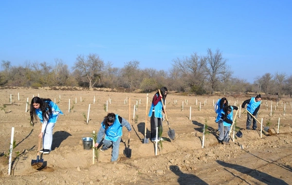 IDEA Bərdə və Beyləqanda kütləvi ağacəkmə aksiyaları təşkil edib