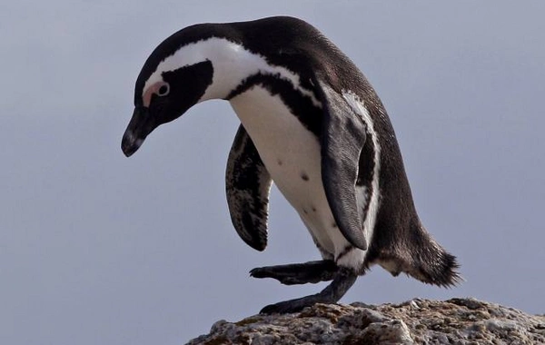 The penguin became the cause of a helicopter crash in South Africa