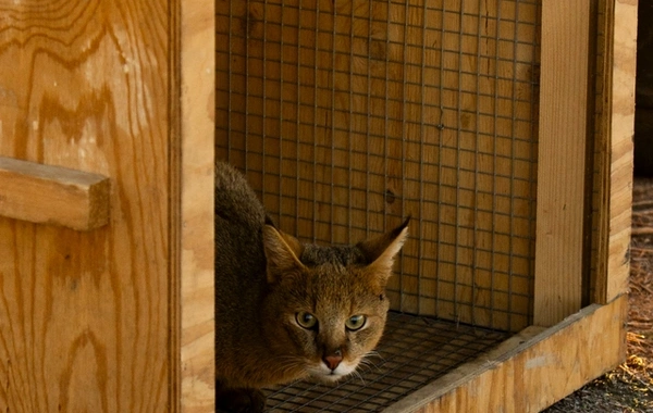 Leyla Əliyeva və Arzu Əliyeva Qaxda Axar-Baxar Milli Parkının açılış mərasimində iştirak ediblər Leyla Əliyeva və Arzu Əliyeva Qaxda Axar-Baxar Milli Parkının açılış mərasimində iştirak ediblər