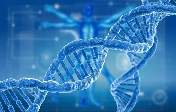 The Genetic Secret of Immunity: What Distinguishes Women from Men