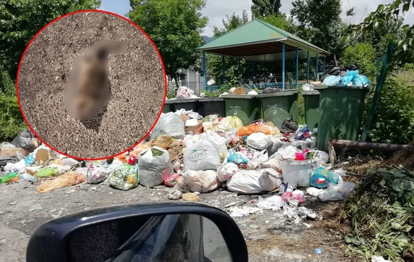 Qəbələdə üfunət və iri siçanlardan şikayət: Sakinlər kömək istəyirlər
