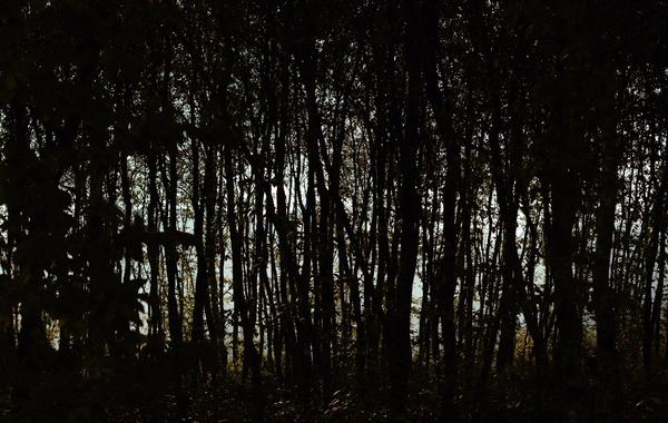 Leyla Əliyeva, Arzu Əliyeva və Alena Əliyeva Lənkəranda ekoloji aksiyalarda iştirak ediblər