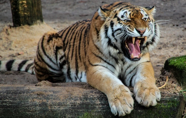 Zooparkda pələng kişini diri-diri yedi