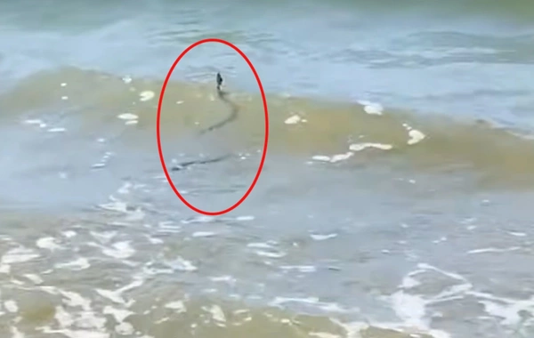 Are snakes spotted in the Caspian Sea dangerous?