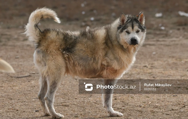Biləsuvarda sahibsiz heyvanlar sakinləri qorxuda saxlayır