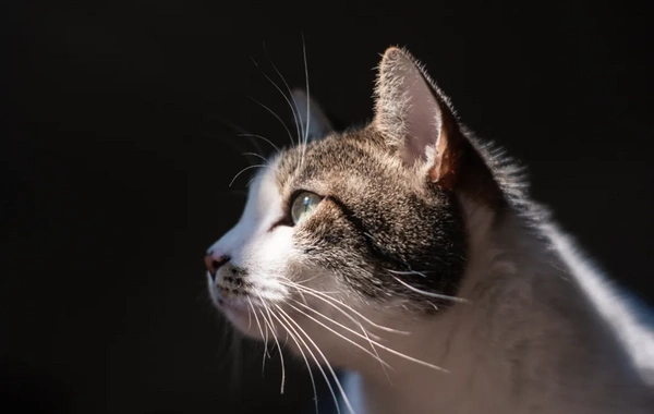 Буддийский ритуал в Китае обернулся массовой гибелью кошек