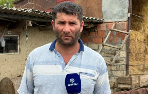 Şəkidə canavarlar kəndə HÜCUM EDİB: Təsərrüfatlara ciddi ziyan dəyib