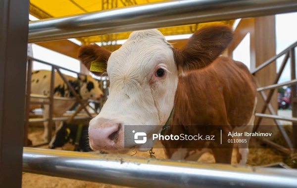 Azərbaycana gətirilən baytarlıq vaksininin həcmi kəskin artıb: Əsas idxalçı ölkə Türkiyədir
