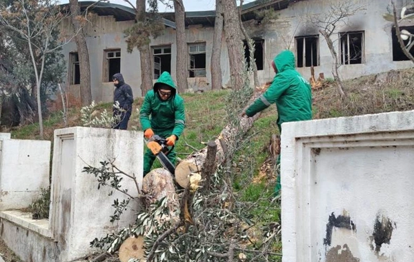 Güclü külək Bakıda 37 ağacı sındırıb