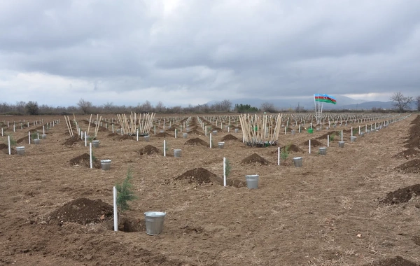 IDEA Tovuz və Goranboyda kütləvi ağacəkmə aksiyası təşkil edib