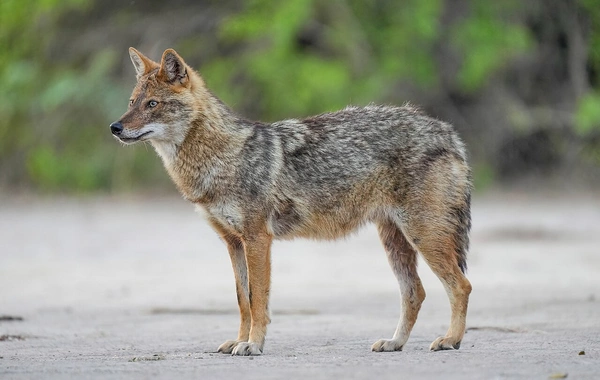 В Азербайджане шакал напал на жителей, три человека пострадали